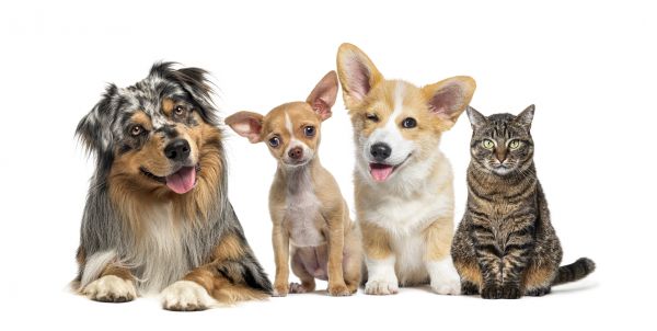 Greenville Pets