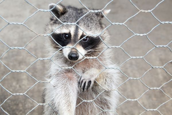 Greenville Wildlife Removal