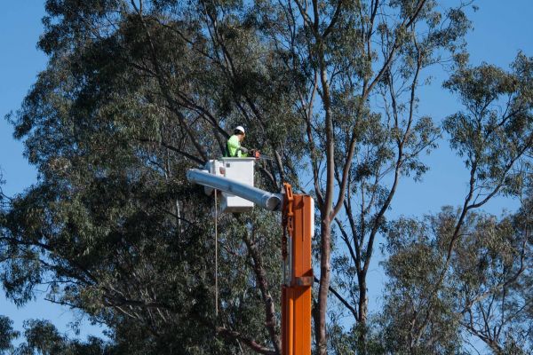 Greenville Tree Trimming