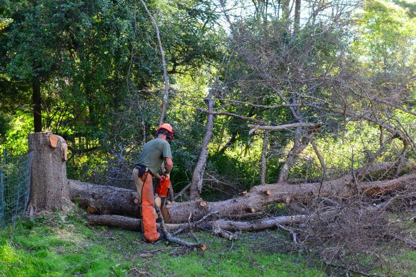 Greenville Tree Removal