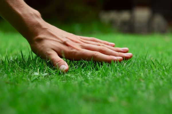 Greenville Lawn Treatment
